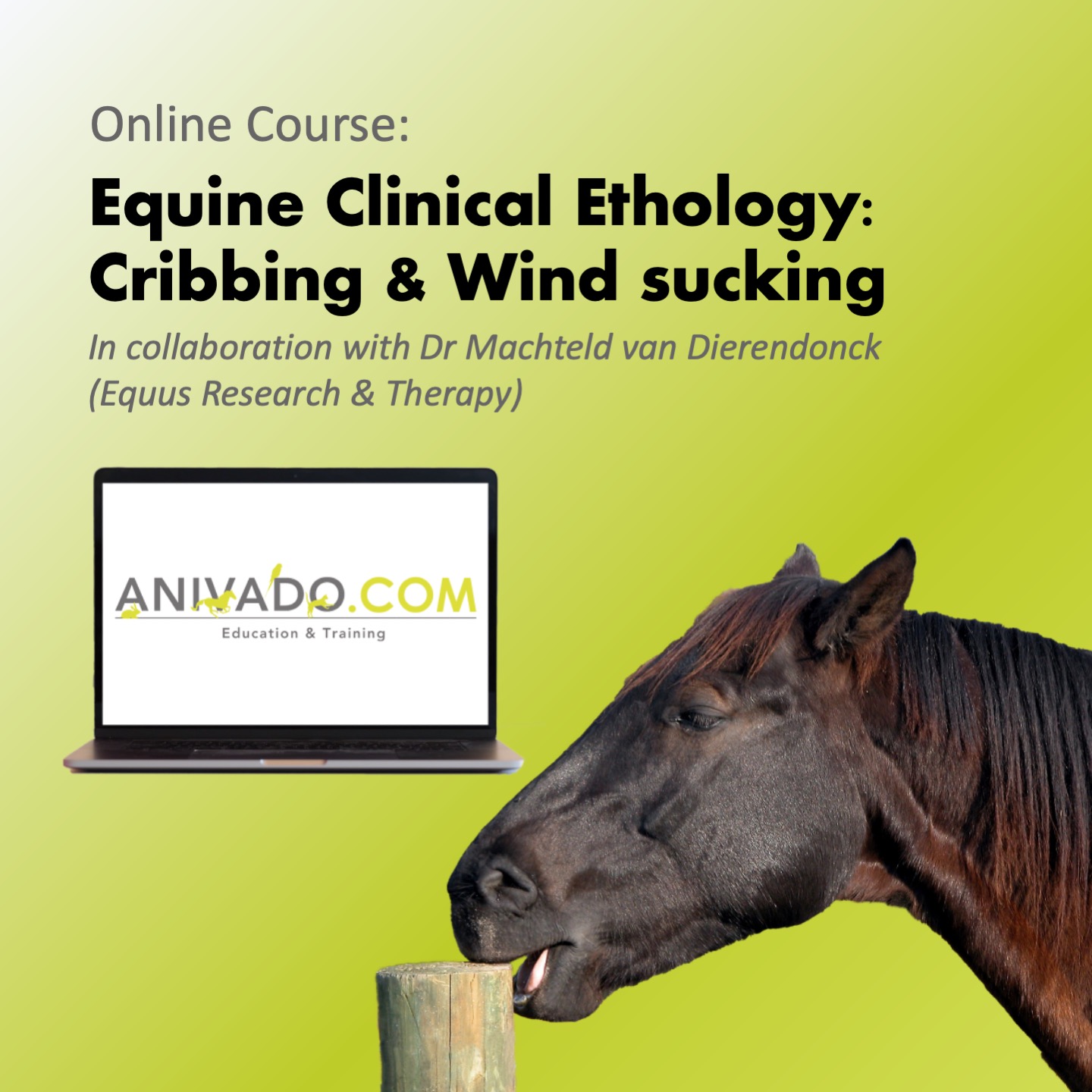 ANIVADO Equine Clinical Ethology Cribbing & Wind sucking